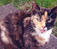 The Digglers' Cat ~ Molly Monkey (2)