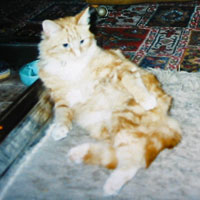 The Digglers' Cats ~ Tibby Tabby