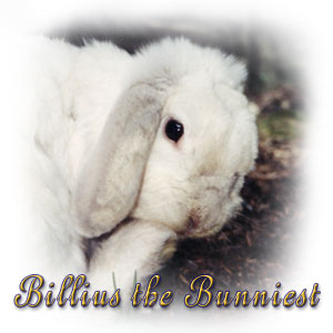 The Digglers' Rabbit ~ Billius The Bunniest